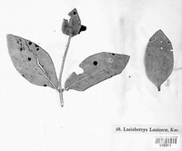 Lasiobotrys lonicerae image